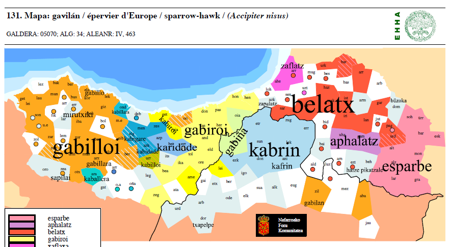 gabirai 'gavilán'